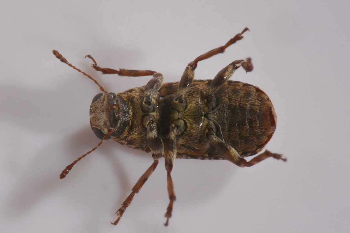 Anthribidae: Dissoleucas niveirostris